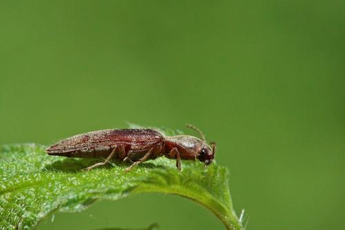 Réf. 283 152 : Synaptus filiformis